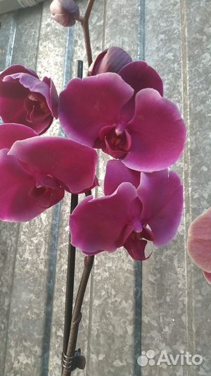 Орхидея фаленопсис