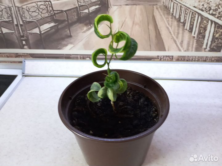 Фикус букле