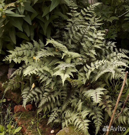 Растения и цветы для сада