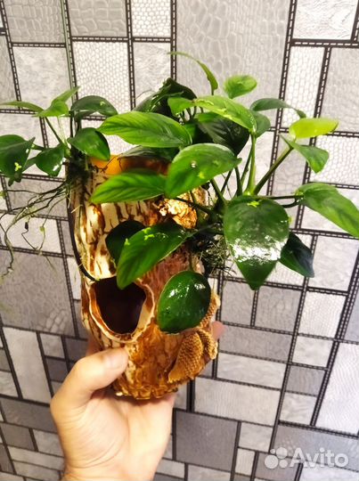 Анубиас нано + декор