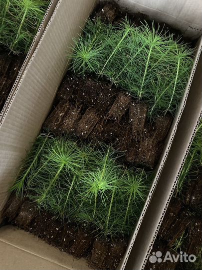 Саженцы сосны зкс 16 18 19