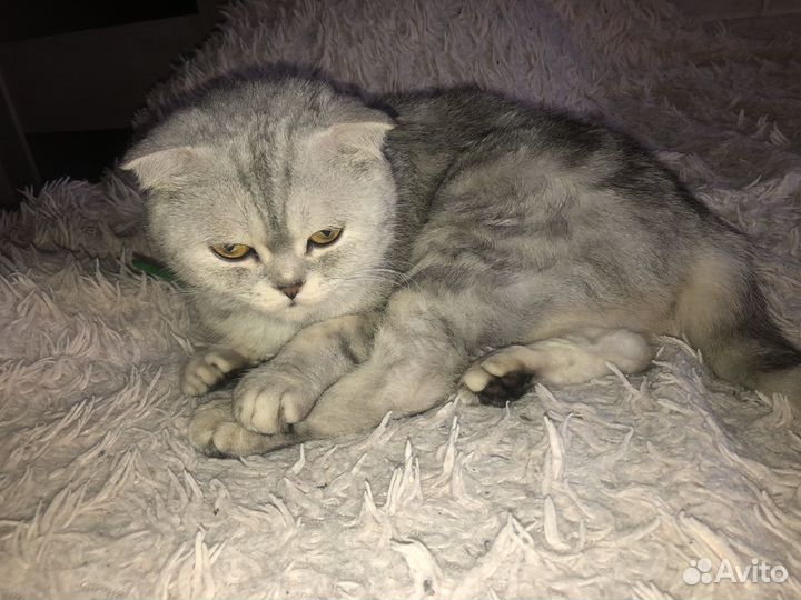 Шотланская вислоухая кошка