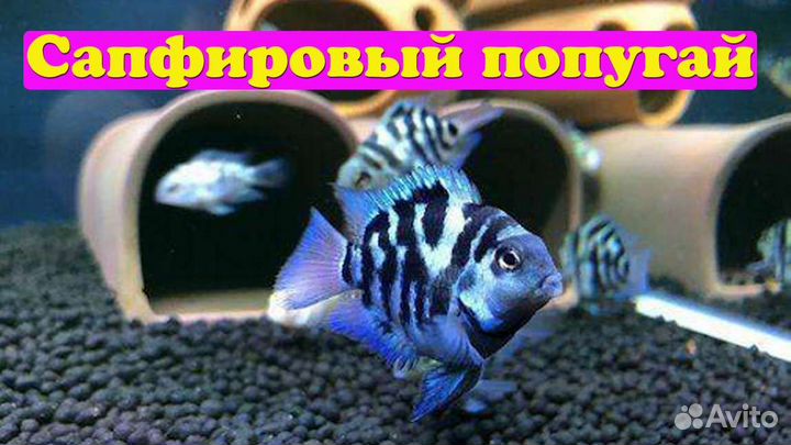 Рыбка сапфировый попугай