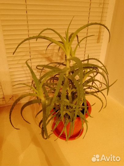 Алоэ столетник