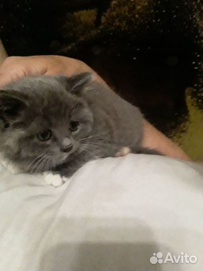 Отдам в добрые руки