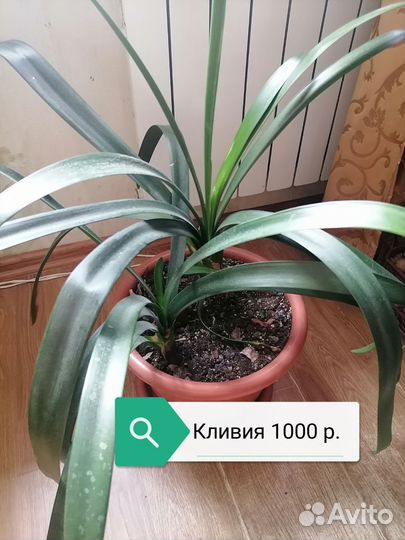 Комнатные цветы