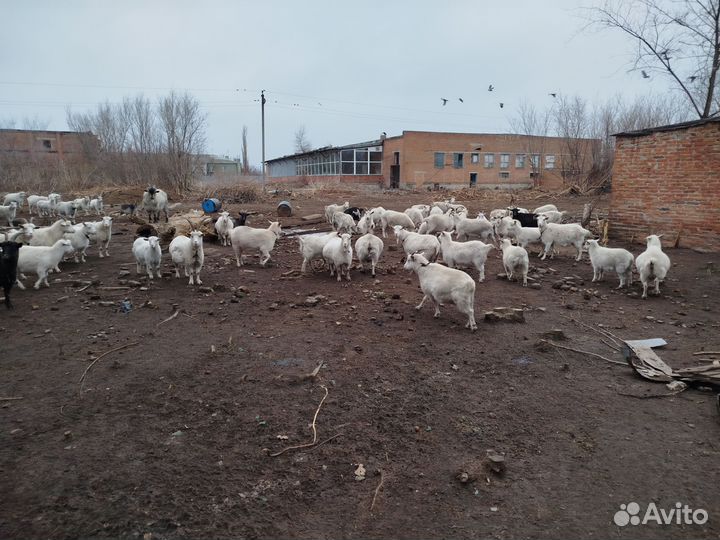 Продаются стадо коз