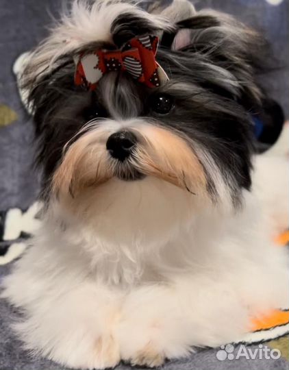 Царь, просто царь