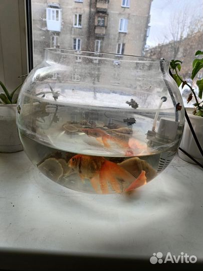 Аквариум круглый