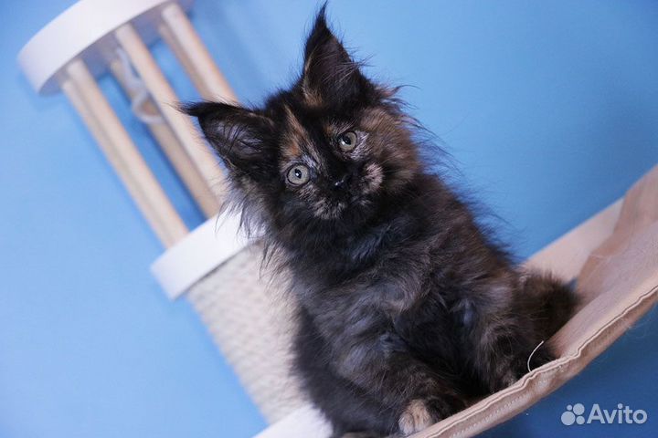 Мейн-кун котенок