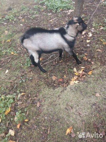 Козел на случку