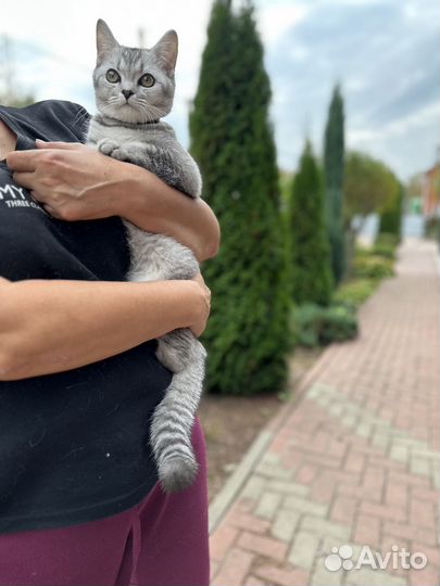 Британская кошка