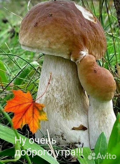 Конский навоз