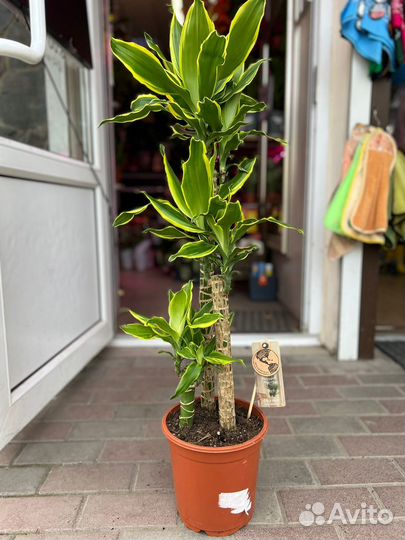 Драцена gold coast