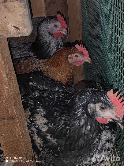 Куры молодки