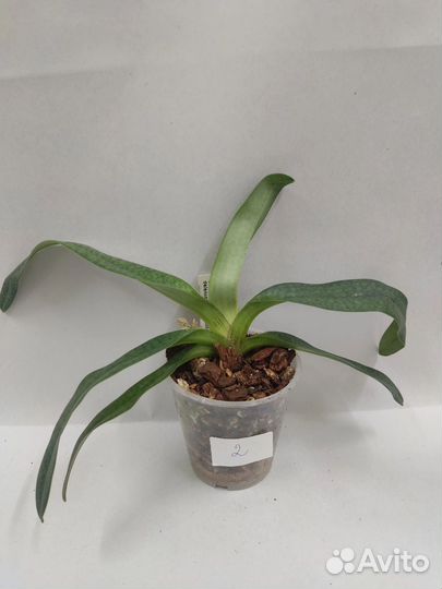 Орхидея. Пафиопедилум. Paphiopedilum Delrosi
