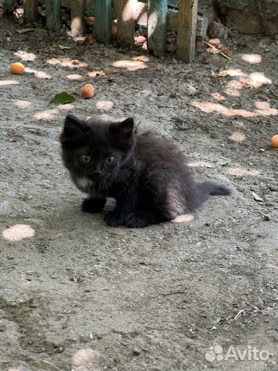 Котята в добрые руки даром