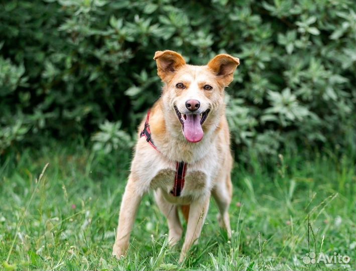 Собака в добрые руки