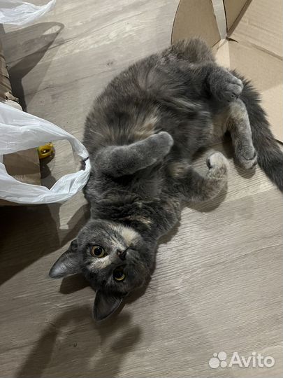 Кошка в дар