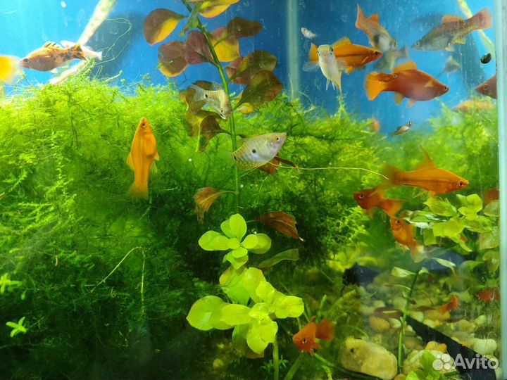 Аквариумные рыбки