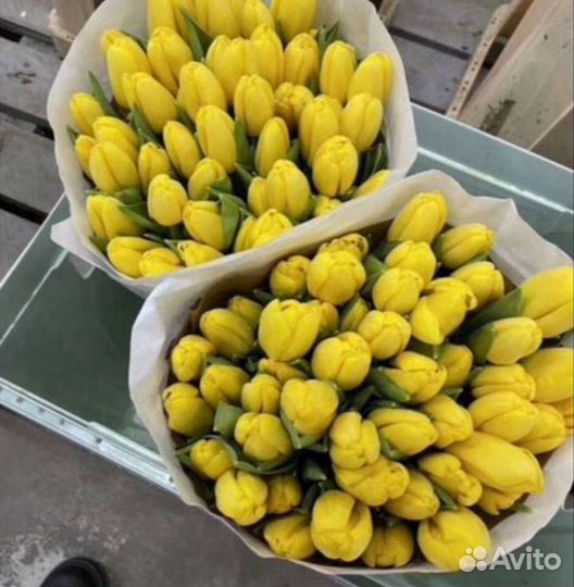 Тюльпаны к 8 марту