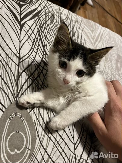 Отдам котят