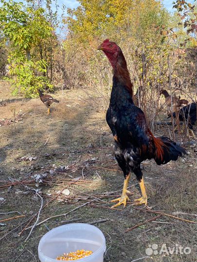 Бойцовский петух