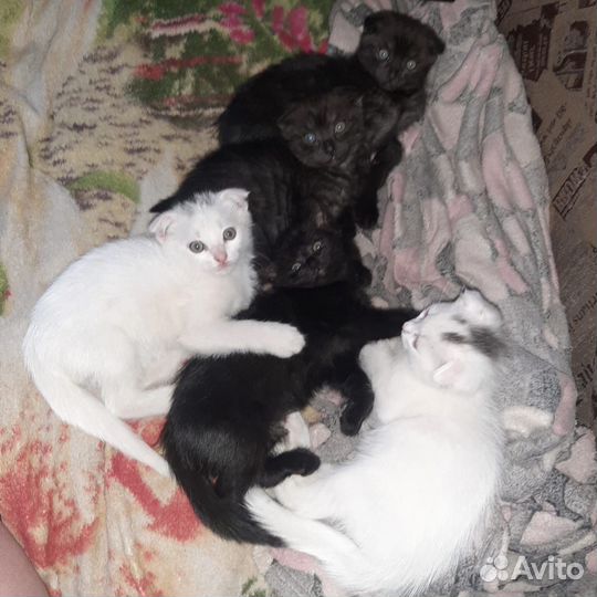 Котята