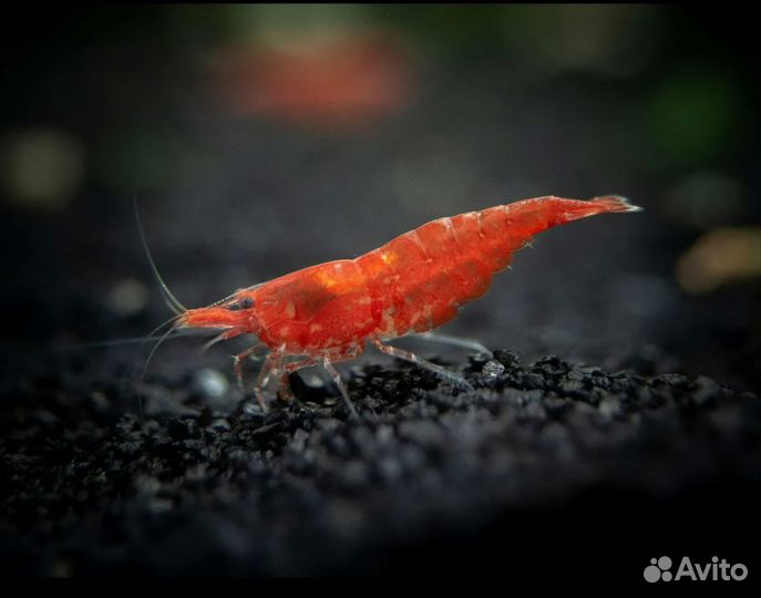 Аквариумные рыбки и креветки
