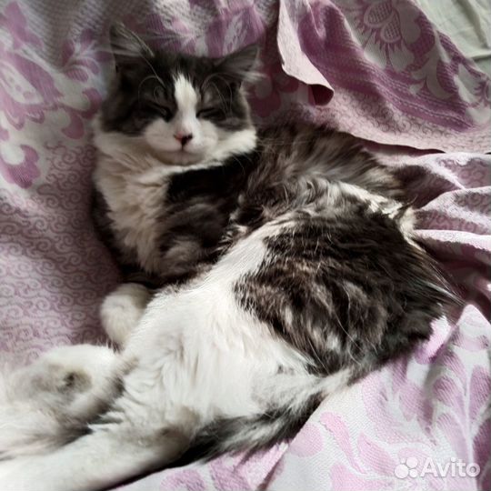 Кот домашний