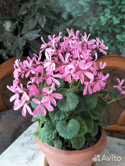 Пеларгония.Сорт Ирида.Танец мотыльков