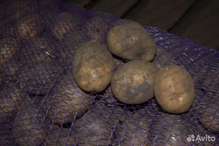 Семенной картофель Бриз