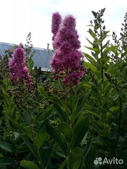 Спирея иволистная 18