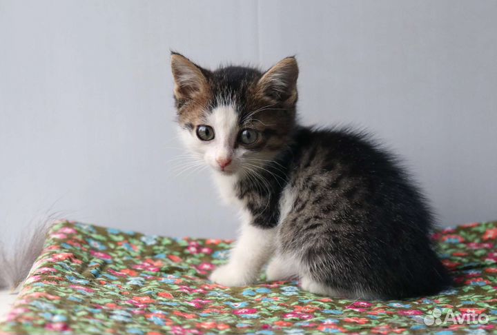 Котёнок ищет дом
