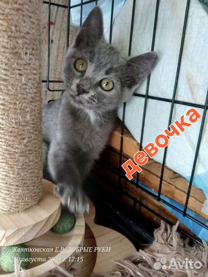 Потрясающая малышка в добрые руки