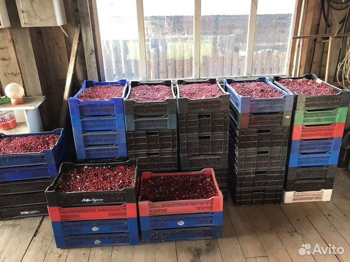 Ягоды,грибы,оптом