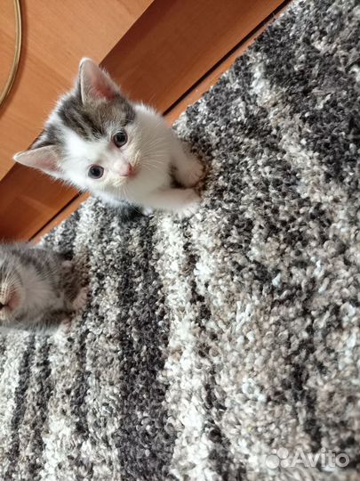 Кошка в дар бесплатно