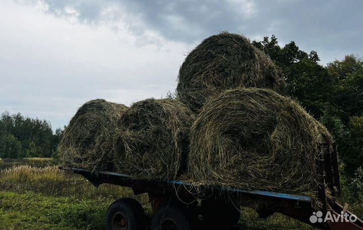 Продам сено в рулонах