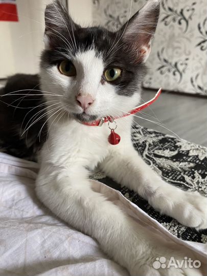 Котик в добрые руки