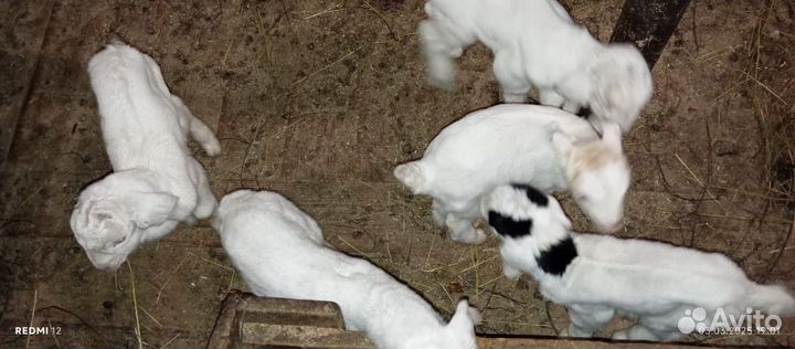 Козлята зааненские/нубийские