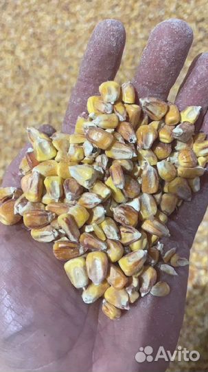 Кукуруза на корм