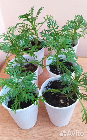 Хризантемы Дунетти