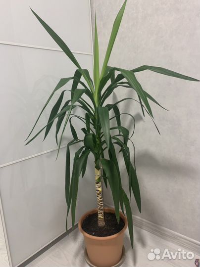 Юкка взрослое растение