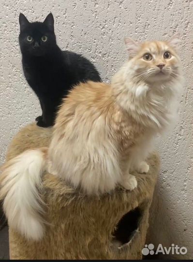Возьмите котика из приюта