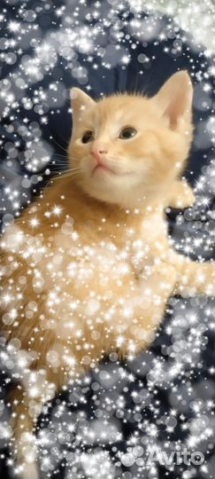 Умничка котик в семью