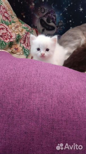 Котята