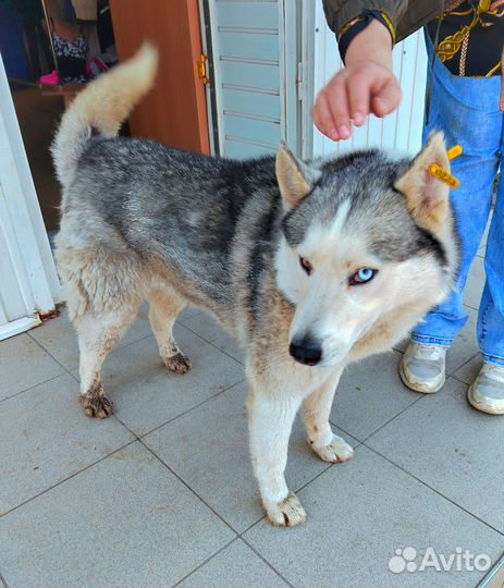 Молодая Хаски девочка. Стерилизованная