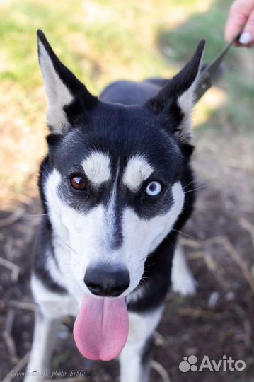 Сибирский хаски помесь