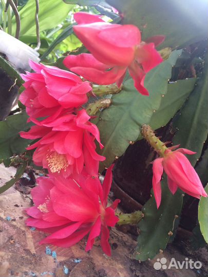 Комнатные растения кливия, декабристы, эпифиллум