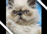 Котенок перс колор- пойнт, персидский котенок